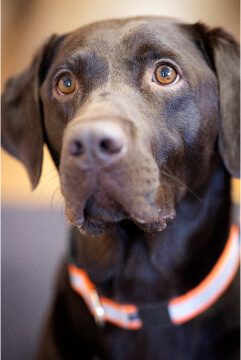 Chocolate labrador with orange collar looking alert.